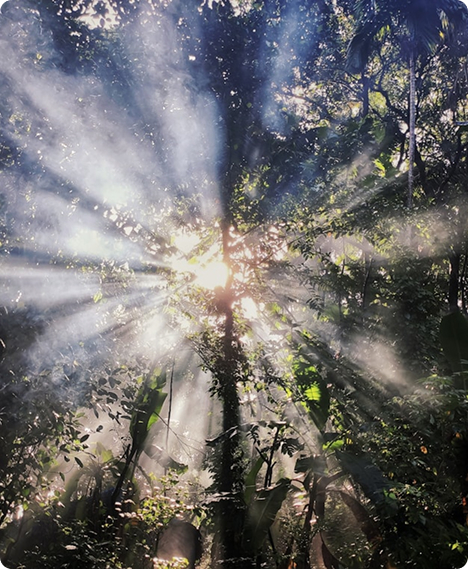 Lichtstrahlen in einem begrünten Wald